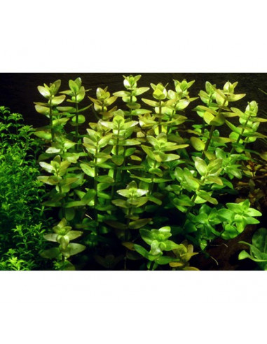 Bacopa caroliniana in-vitro 1-2-Grow! » Krevetkárium