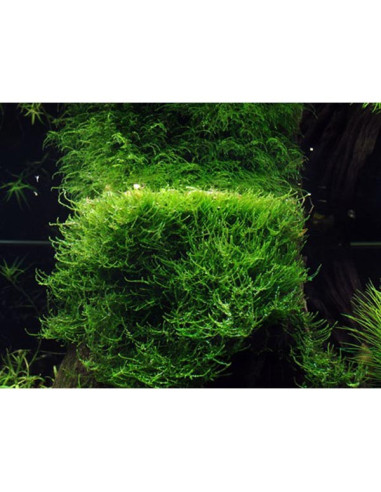 Taxiphyllum barbieri 'Bogor Moss' in-vitro 1-2-Grow!